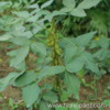 Soybean P.E.