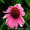 Echinacea purpurea