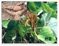 Pueraria extract