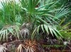 Saw palmetto P.E.