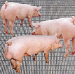 Pig-breeding Wire Mesh