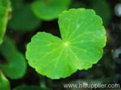 Gotu Kola Herb Extract