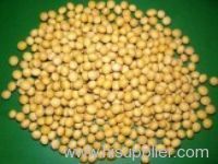 Soy bean Extract