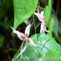 Epimedium extract