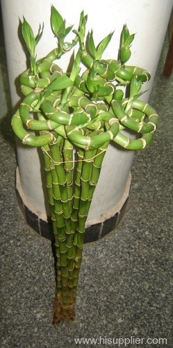 spiral bamboo