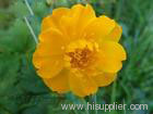 Trollius chinensis