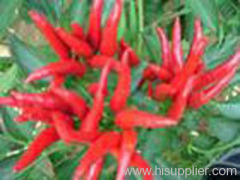 Capsaicin