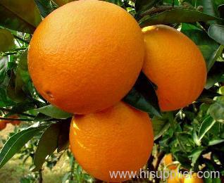 (xinfeng) newhall navel orange