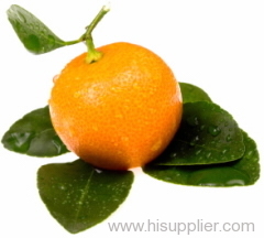 (xinfeng) newhall navel orange