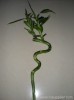 &quot;S&quot; shape spiral lucky bamboo