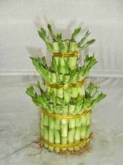 lucky bamboo with many style