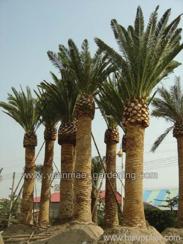 Phoenix canariensis