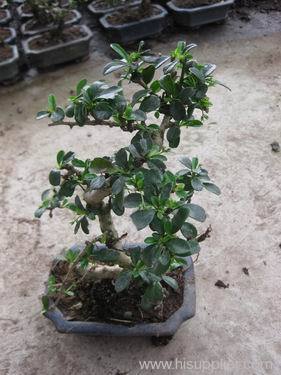 small bonsai