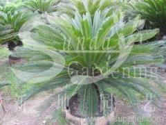 Cycas revoluta