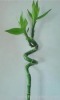 spiral lucky bamboo