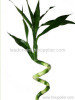 spiral lucky bamboo with leaf