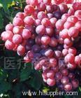 grape seed extract