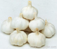 fresh garlic