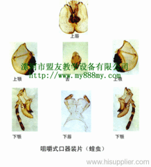 microscope slide