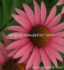 Echinacea Purpurea Extract