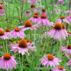 Echinacea Purpurea Extract