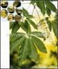 Horse Chestnut Extract