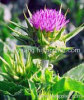 Milk Thistle P.E.