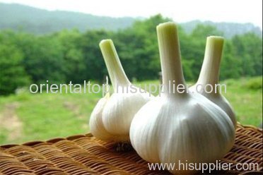 white garlic