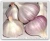 fresh garlic 2011 crops
