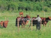 Cattle Fence