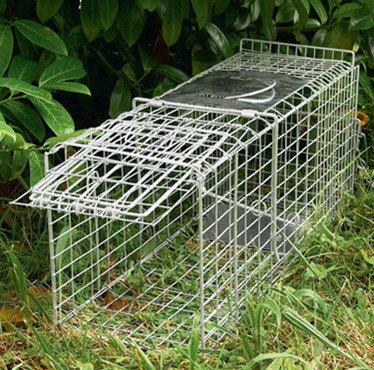 Live Animal Traps