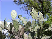 Cactus P.E