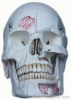 Human-emulated Skull Model