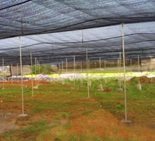 Agriculture shade net
