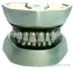 metal tooth extraction model