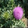 Milk Thistle Extract