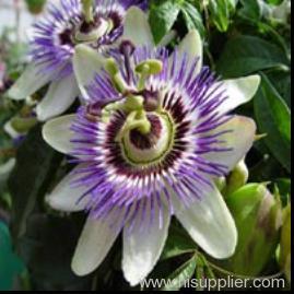 Passion flower extract