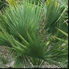 Saw palmetto extract