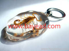 real Scorpion inside man made insect amber keychains,key ring