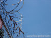 Barbed Wire Fence