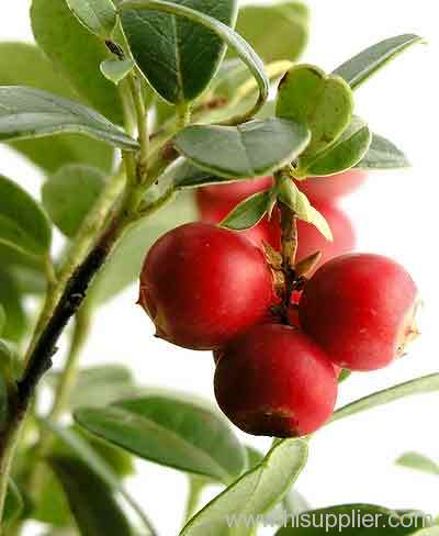 Cranberry Extract