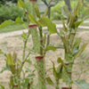 Resveratrol, Giant Knotweed Extract