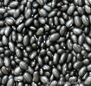 black soybean