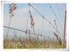 Grassland fencing