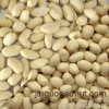 blanched peanuts kernels