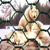 Hexagonal Wire Mesh