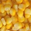 yellow corn