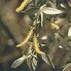 White willow bark P.E.