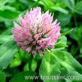 Clover Extract Powder