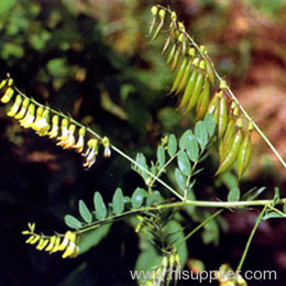 Astragalus Root P.E.